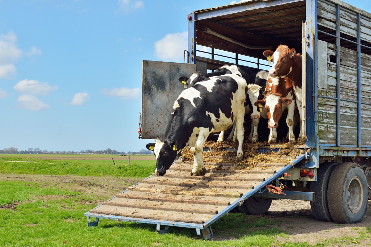 Livestock truck